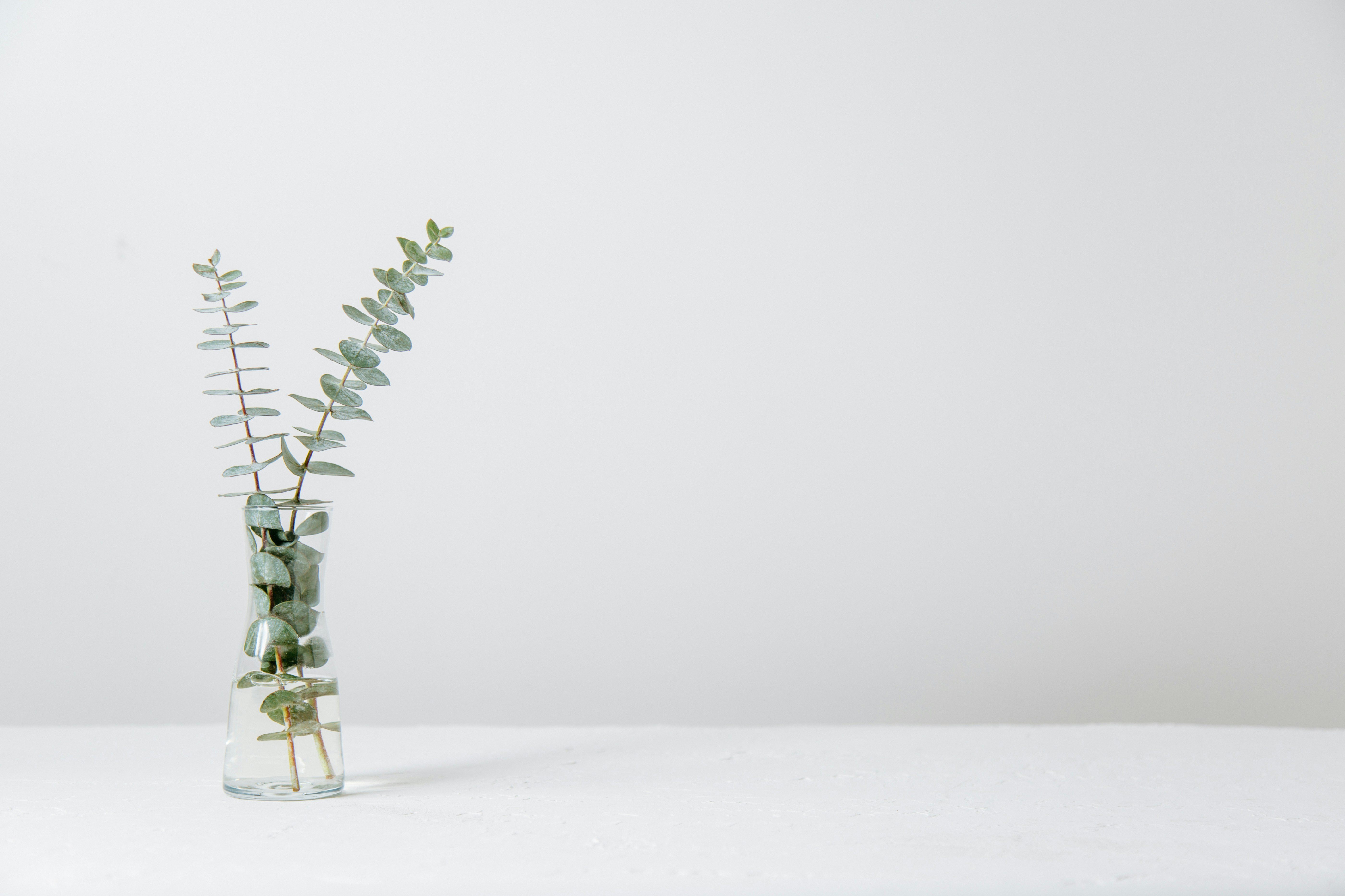 green fern plant inside clear glass vase